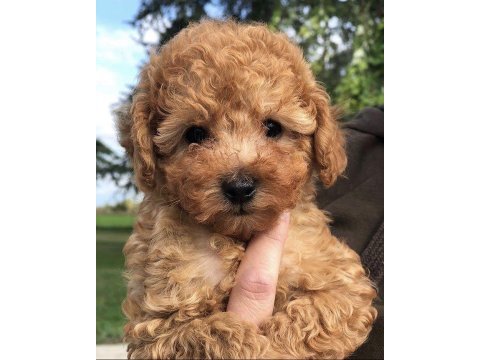 Toy poodle puppy