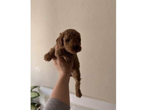 Toy poodle köpeği 40 günlük