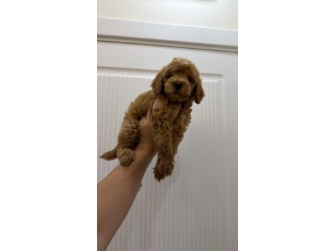2 aylık poodle yavruları