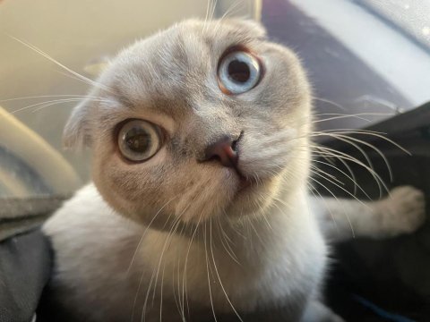 Scottish fold meleğimize yuva arıyoruz