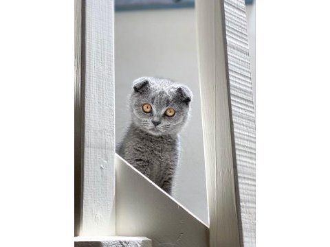 Scottish fold kedisi