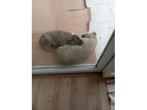 Tüm aşıları yapılmış 4 aylık kangal
