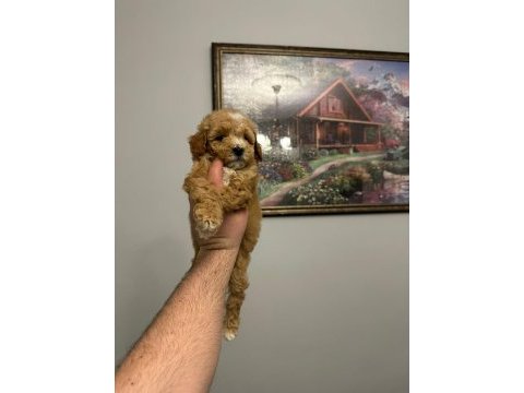 Ev üretimi mükemmel maltipoo yavrular
