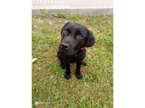 5-6 aylık labrador ücretsiz sahiplendirme