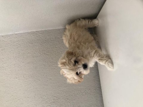 Ped eğitimli minik maltipoo bebek
