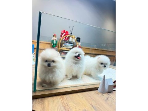 Yavru teacup pomeranian boolarımız