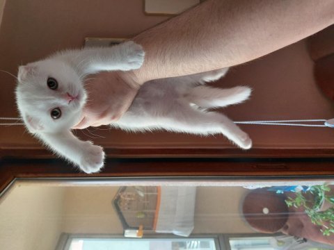 Kar beyaz scottish fold dişi