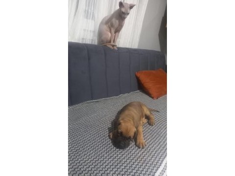 Yavru cane corso
