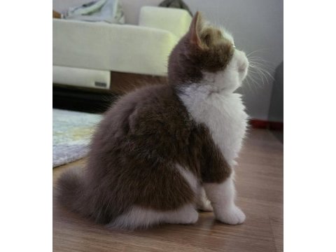 Cinnamon bicolor dişi british shorthair