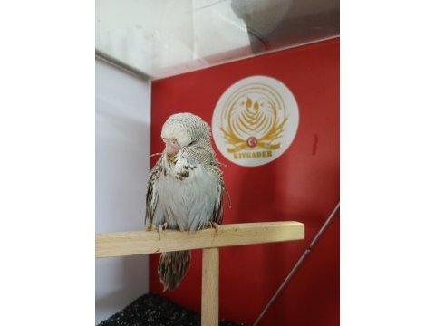 Show yerli rainbow muhabbet kuşu yavrularımız