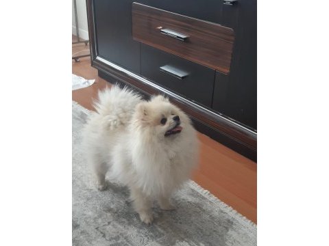 1 yaşında erkek pomeranian boo