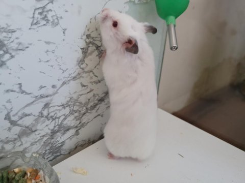 Dişi suriye hamster