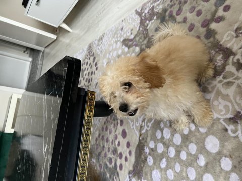 Kocaeli toy poodle