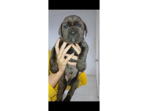 Dev blue corso bebekler
