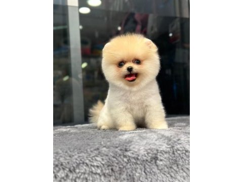 Minik pomeranian yavrumuz lena