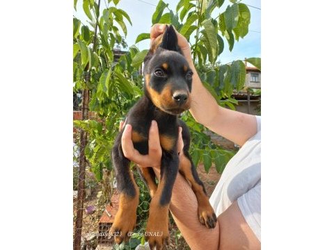 Son erkek doberman