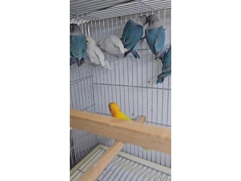 Yavru bebek cennet papağanlar