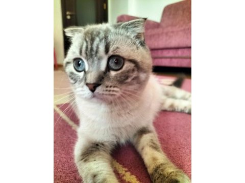 Scottish fold 1.5 yaşında
