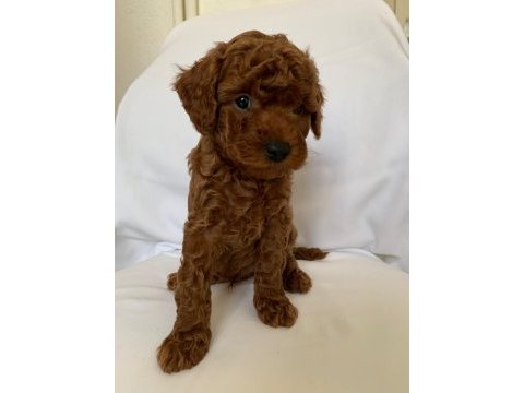 Kaliteli orjinal toy poodle yavrularımız