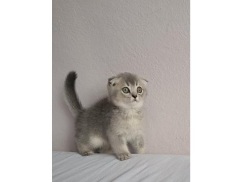 Scottish fold silver erkek kedimiz