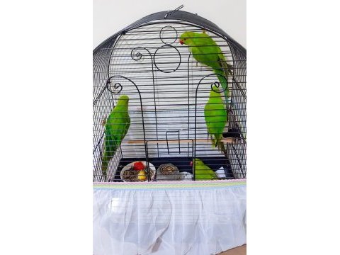 Yavru pakistan papağanları