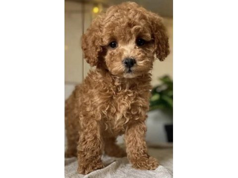 Yavru toy poodle