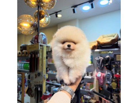 Pomeranian yavrumuz