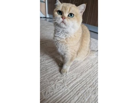 British golden shorthair prenses saf kan