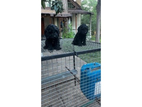 F1 0 numara maltipoo yavrularım hazır