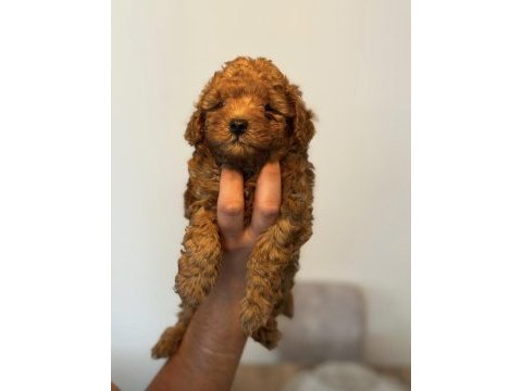 Dark red brown toy poodle kızımız