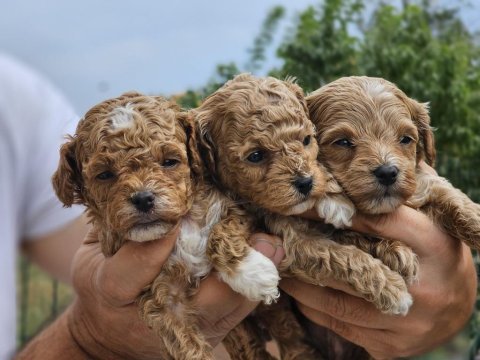Toy poodle maltipoo yavrular