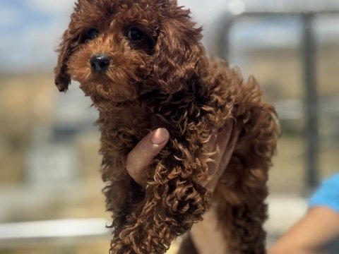 Show kalite redbrown toy poodle yavrularımız