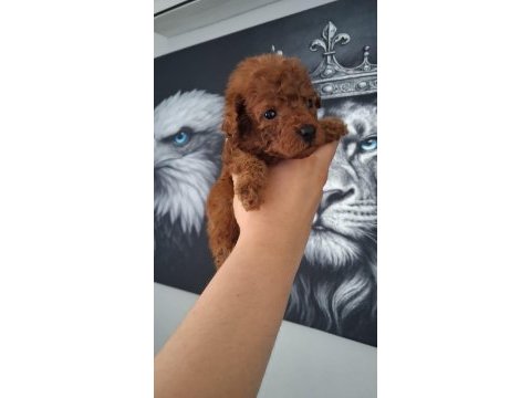 Toy poodle yavruları