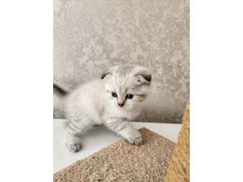 Bembeyaz ve blue point scottish fold 1.5 aylık bebekler