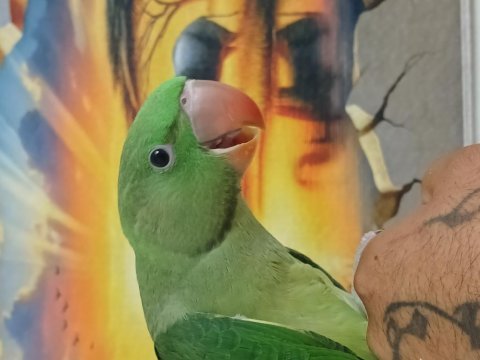 Bebek alexander papağanı