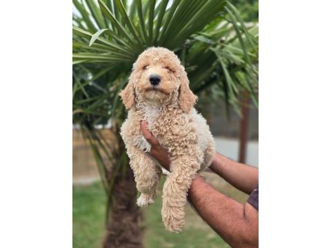 Muhteşem dev poodle bebekleri