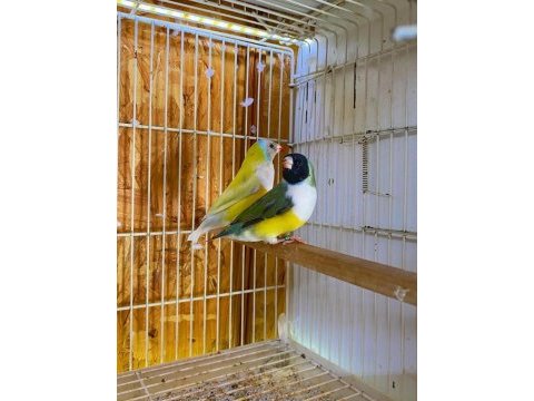 Goldıan finch takım kuşlar