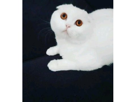 Scottish fold beyaz kedimiz