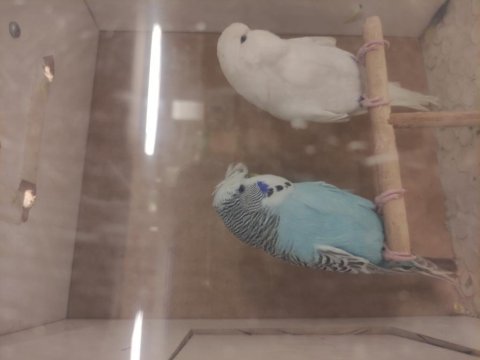 Şov jumbo muhabbet kuşumuz