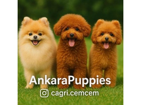 İnstagram cagri.cemcem