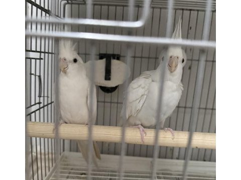 Takım albino sultan papağanı