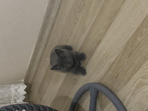 Scottish fold yavru