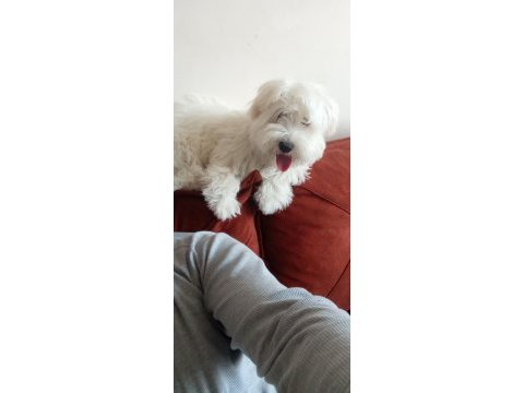 Orjinal maltese terrier