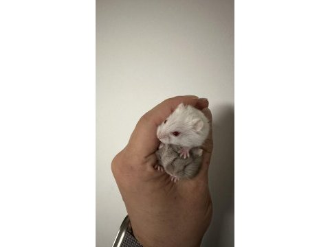 Gonzales hamster