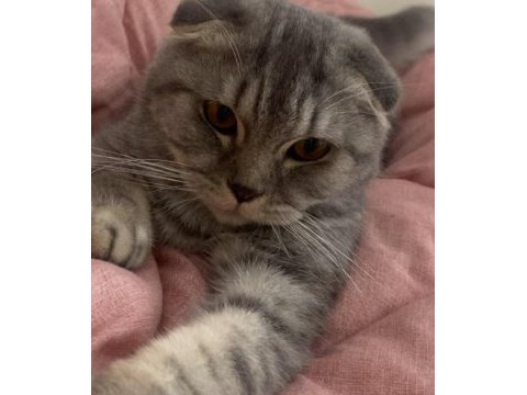 Scottish fold kedimizi çiftleştirmek