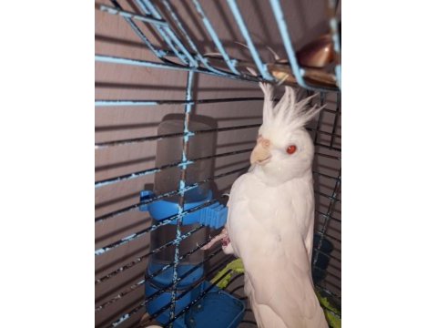 Bir çift orijinal albino kırmızı göz sultan papağanı
