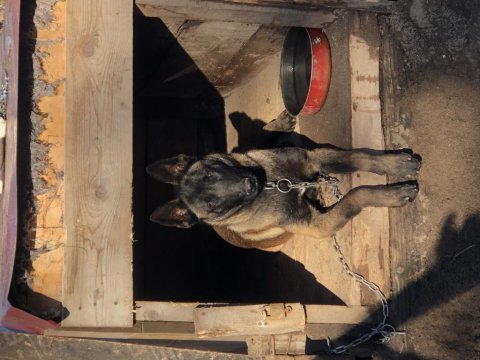 Belçika malinois erkek