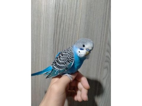 45 günlük ele alışkın sevimli muhabbet kuşu yavruları