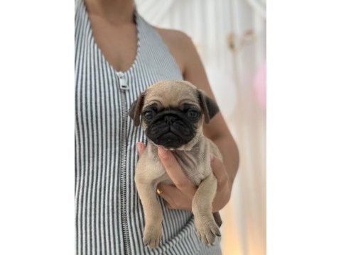Irk ve sağlık garantili pug yavrularımız