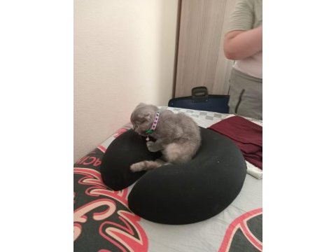 Scottish fold 3 aylık dişi
